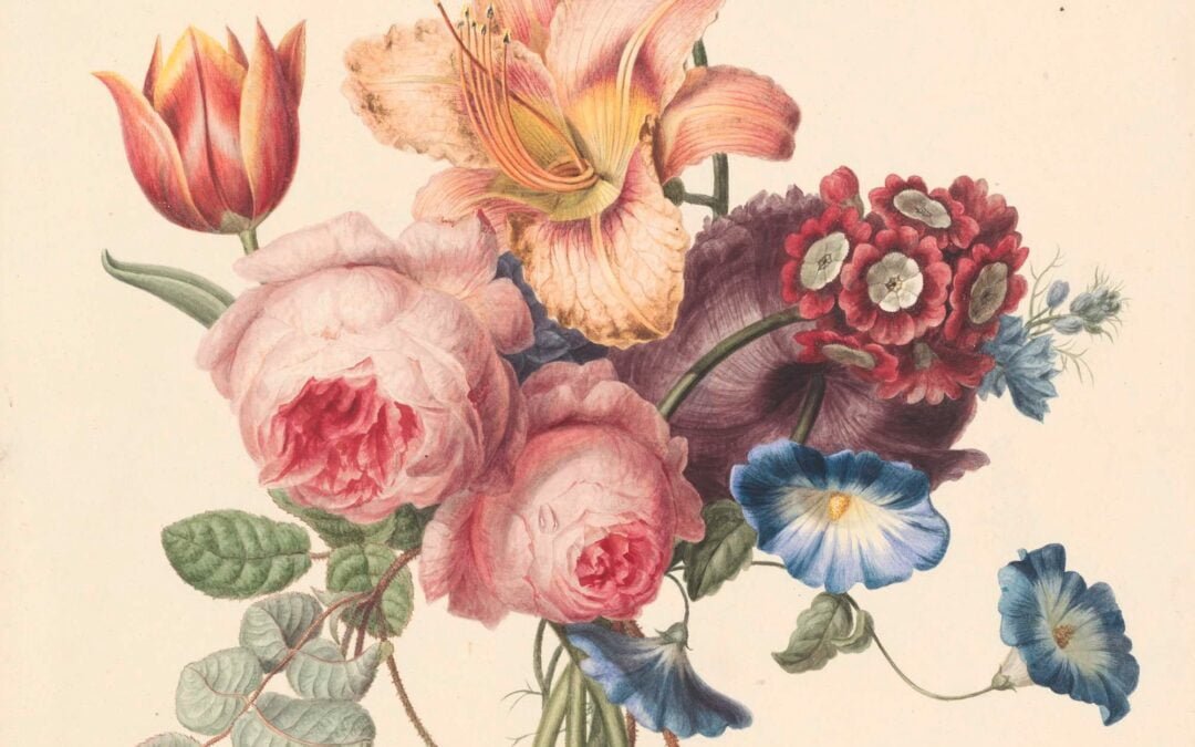 Plantes médicinales du Lot