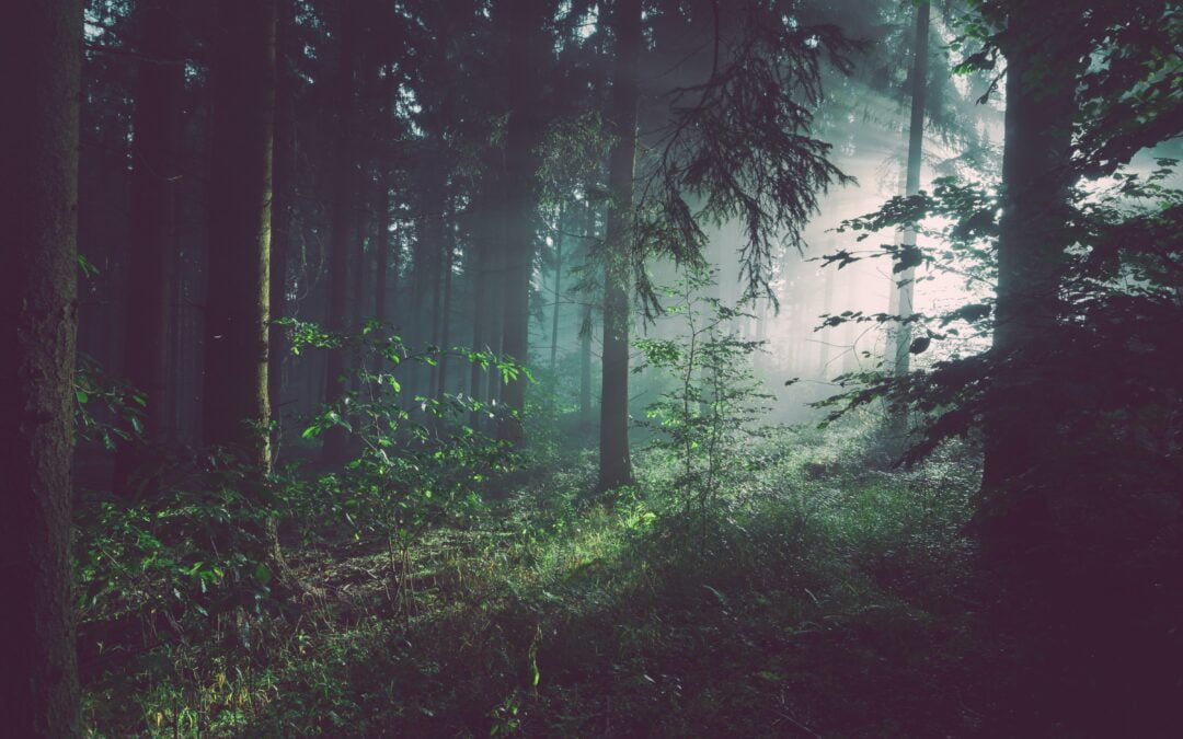 Retour à la forêt – Une nouvelle façon d&rsquo;habiter le monde